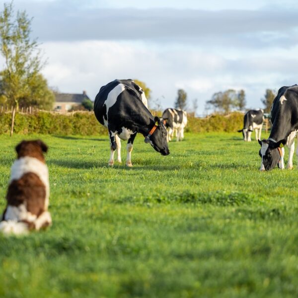 Woudstra's Pleats + IJstuin_LR-005