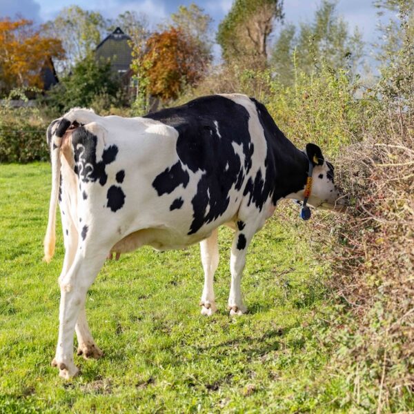 Woudstra's Pleats + IJstuin_LR-040