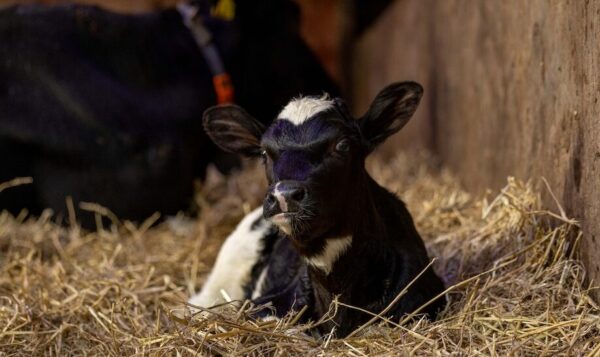 biologisch boeren in Friesland