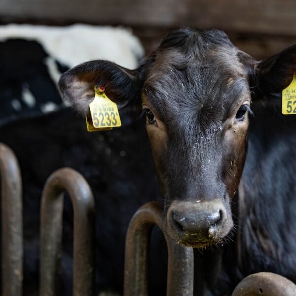 Woudstra's Pleats + IJstuin_LR-183